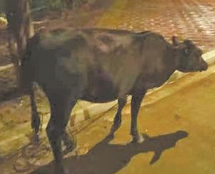 市民駕車行駛路上 被一頭小黃牛迎頭撞上