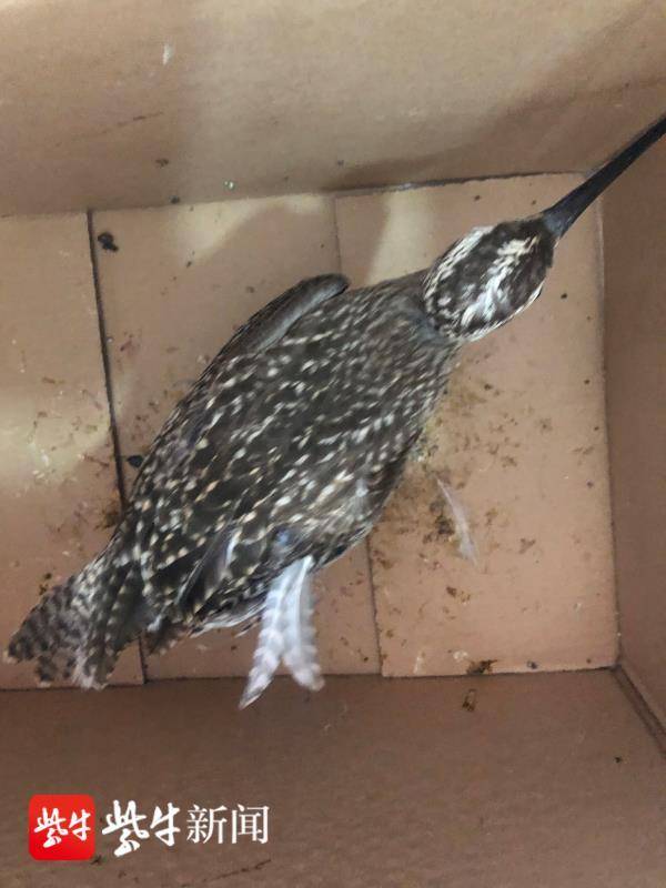 長嘴“怪鳥”降落陳家港街頭 原來是二級保護動物杓鷸
