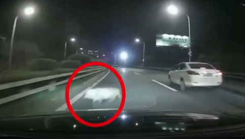 一頭野豬突然橫穿高速 車主不慎撞上隨后又追尾