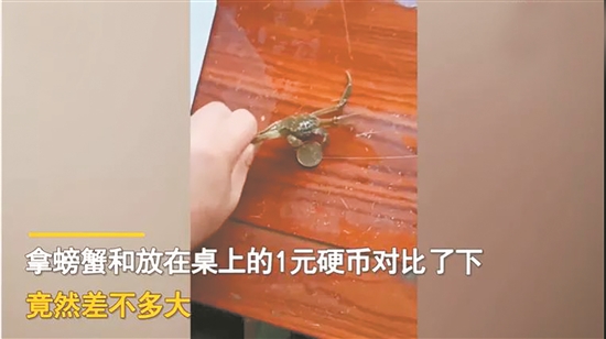 一男子網購大閘蟹 20只大閘蟹只有硬幣大小
