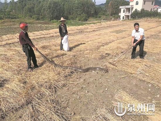 一條大蟒蛇躺在稻田里曬太陽 民警幾分鐘后將其捉拿