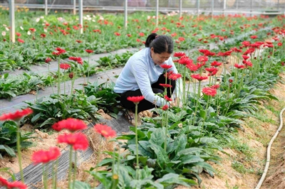 非洲菊在溫室大棚里競相綻放 采摘體驗深受親子歡迎