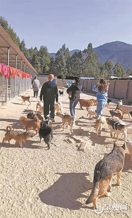 愛心款解決流浪狗基地“燃眉之急” 現已有50余只被領養